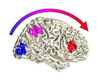 Bild: Illustration der Verarbeitung von Sinnesreizen im Gehirn: Auf der niedrigsten Stufe werden die Reize getrennt verarbeitet (blau) und dann im Parietallappen automatisch kom-biniert (pink)