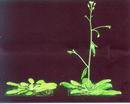 Bild: Die Ackerschmalwand hat eine erstaunliche Karriere als Modellorganismus für pflanzenbiologische Fragestellungen gemacht.