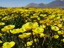 Bild: BUZ 213/2003
Hahnenfußteppich
Landnutzung und Natur im Pamir