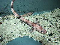 Bild: Schüler*innen ab der 7. Klasse können in den Sommerferien im Online-Workshop zu Meeresbiologie forschen.
Foto: Universität Bielefeld
