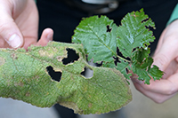 Jasmonic acid renders the damaged leaves of plants indigestible for predators. A precursor of the hormone has been created in Bielefeld. It can be used, for example, to test how plant fitness can be improved. Photo: Bielefeld University