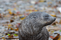 Wie reagieren Antarktische Seebären auf die Folgen des Klimawandels? Das ist eine der Fragen, die die Bielefelder Biolog*innen untersuchen. Foto: Rebecca Nagel