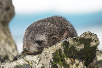 Das Jungtier des Antarktischen Seebären bleibt zehn Tage nach seiner Geburt auf der Insel zurück, während die Mutter auf Nahrungssuche geht. Foto: Camille Toscani