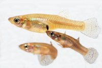 A male mosquitofish (Gambusia holbrooki) attempting to mate with a female. Photo: Andrew Kahn