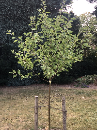 Bild: Apfelbaum ohne Äpfel