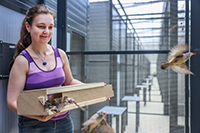 Die wissenschaftliche Koordinatorin Dr. Sabine Kraus entlässt die ersten Zebrafinken aus der Transportbox.