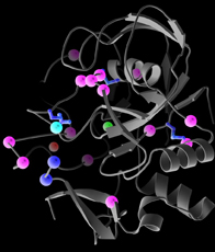 Bild: Molekulare Basis der MSD: Die Struktur des FGE-Enzyms ist als Bänderdiagramm in grau dargestellt. Krankheitsverursachende Mutationen