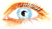 Bild: ORIGINALE 2006 - Auge mit Fleisch - 16 cm.jpg"
Die Studentin Maike Niemeier und der Fotograf Claus Willemer haben das Auge für die ORIGINALE 2006 entworfen. Es dient als Symbol: Sehen als bewusstes und aktives Wahrnehmen.