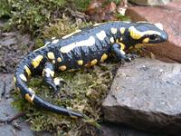 Bild: Feuersalamander