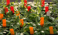 Bild: Pflanze "Arabidopsis"