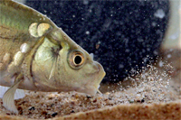Bild: Gründelnder Spiegelkarpfen (Copyright T. Holtrup)