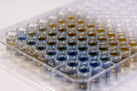 Bild: Hundreds of samples were needed to reach success: The synthetic biofilter developed by Bielefeld University’s iGEM team can filter out estrogens from contaminated water.