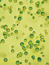 Bild: The alga Chlamydomonas reinhardtii is a single-cell organism. However