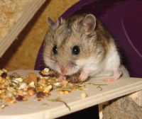 Bild: Ausgangspunkt für die Genomsequenzierung war der Chinesische Hamster (Bild). 
Foto: Kerstin Molthagen
