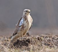 Bild: Dank Hinweisen von Hobby-Vogelkundlern konnten Bielefelder Biologen beweisen