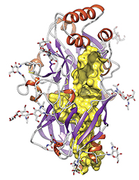 Bild: Der Bielefelder Chemiker Michael Schwake und seine Kollegen haben ein neues Protein-Faltmuster entdeckt. An den Kopf (rote Spiralen) kann dieses Protein ein Enzym und Viren binden. Der Tunnel in der Proteinstruktur ist gelb dargestellt. Bild: Nature