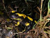 Bild: Ein Forscherteam der Universität Bielefeld und TU Braunschweig haben Weibchen des einheimischen schwarz-gelben Feuersalamanders untersucht. (Foto: Universität Bielefeld)