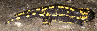 Bild: Weibchen des Feuersalamanders paaren sich gezielt mit verschiedenen Männchen (Foto: Männchen unten